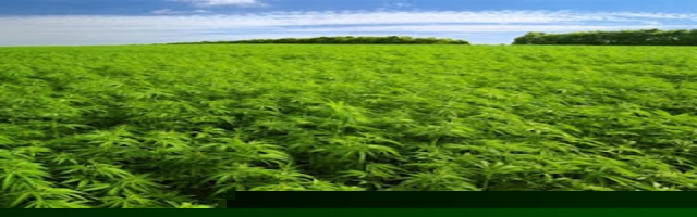 sativas tropicales