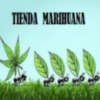 tienda marihuana